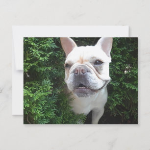 Französin auf Patrol Postkarte