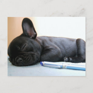 Französisch bulldog puppy.png postkarte