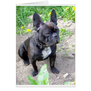 Französisch-Bulldogat.png