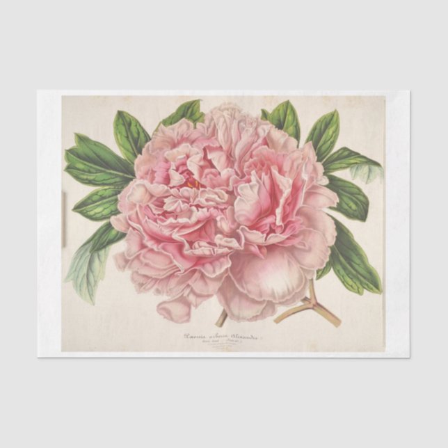 Französisch Floral Ephemera Decoupage Pink Peony Seidenpapier (Vorderseite)
