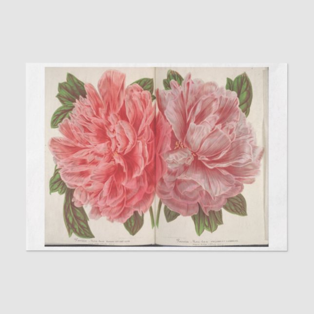 Französisch Floral Ephemera Decoupage Two Pink Peo Seidenpapier (Vorderseite)