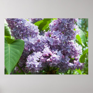 Französisch Lilacs Poster