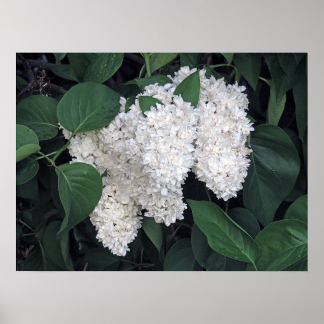 Französisch Lilacs Poster (Vorne)