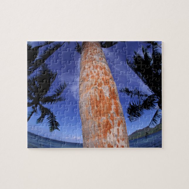 Französisch-Polynesien, Bora Bora, Palmen (Horizontal)
