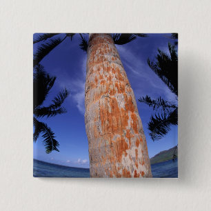 Französisch-Polynesien, Bora Bora, Palmen Button