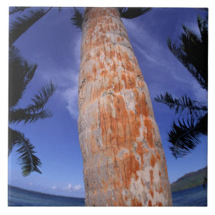 Französisch-Polynesien, Bora Bora, Palmen Fliese