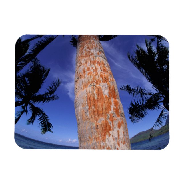 Französisch-Polynesien, Bora Bora, Palmen Magnet (Horizontal)