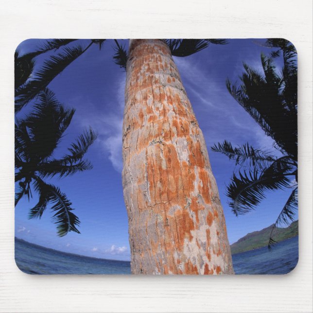 Französisch-Polynesien, Bora Bora, Palmen Mousepad (Vorne)