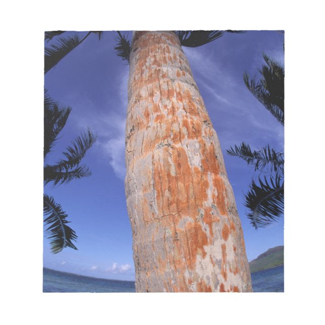 Französisch-Polynesien, Bora Bora, Palmen Notizblock (Vorderseite)