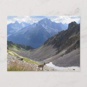 Französische Alpen Chamonix ibex Postkarte