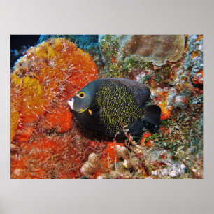 Französische Angelfische im Koral Poster