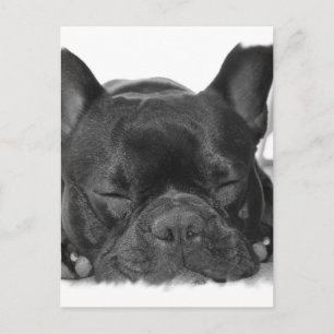 Französische Bulldog Postkarte