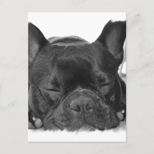 Französische Bulldog Postkarte (Vorderseite)