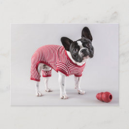Französische Bulldog schöne Post Postkarte