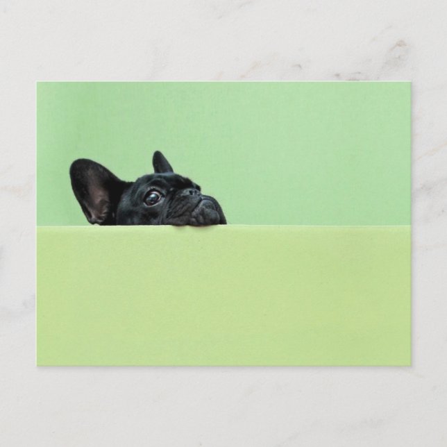 Französische Bulldog-Welpe pinkelt über die Mauer Postkarte (Vorderseite)