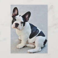Französische Bulldog-Welpen-Postkarte