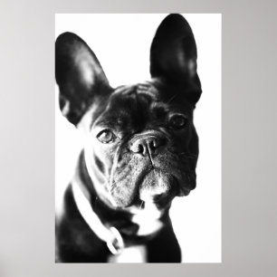 französische Bulldogg Poster