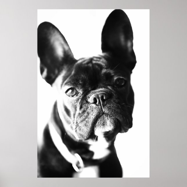 französische Bulldogg Poster (Vorne)
