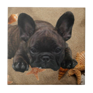 Französische Bulldogge am Strand French Bulldog  Fliese