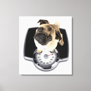 Französische Bulldogge auf den Skalen, die oben Leinwanddruck