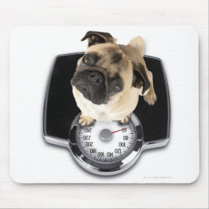 Französische Bulldogge auf den Skalen, die oben Mousepad