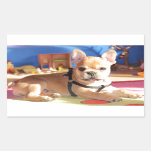 Französische Bulldogge Aufkleber