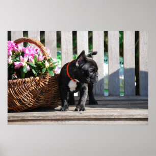 Französische Bulldogge Blumenkorb Bulldog Poster