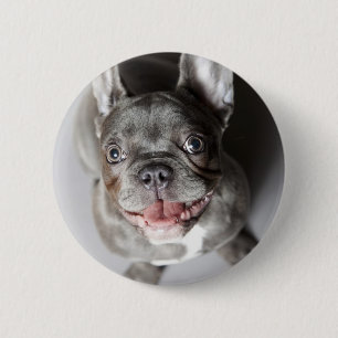 Französische Bulldogge Button