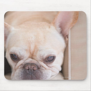 Französische Bulldogge, die auf Sofa stillsteht Mousepad