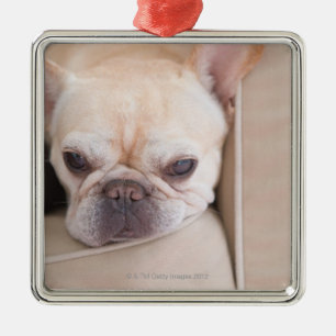 Französische Bulldogge, die auf Sofa stillsteht Silbernes Ornament