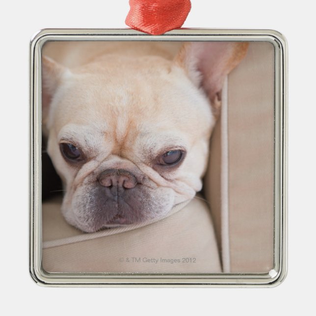 Französische Bulldogge, die auf Sofa stillsteht Silbernes Ornament (Vorne)