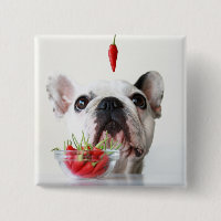Französische Bulldogge, die einen roten Pfeffer