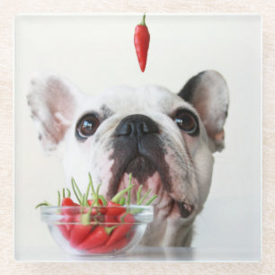 Französische Bulldogge, die einen roten Pfeffer Glasuntersetzer