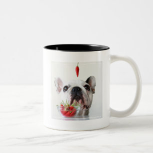 Französische Bulldogge, die einen roten Pfeffer Zweifarbige Tasse