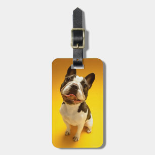 Französische Bulldogge, die oben schaut Gepäckanhänger