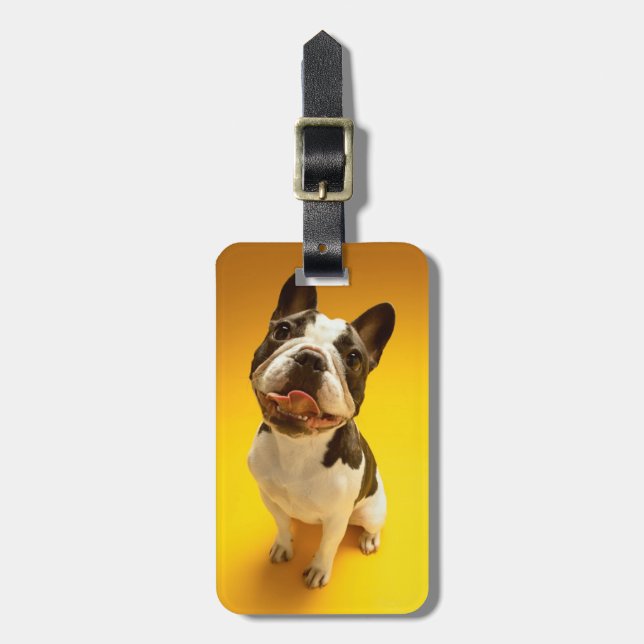 Französische Bulldogge, die oben schaut Gepäckanhänger (Vorderseite vertikal)