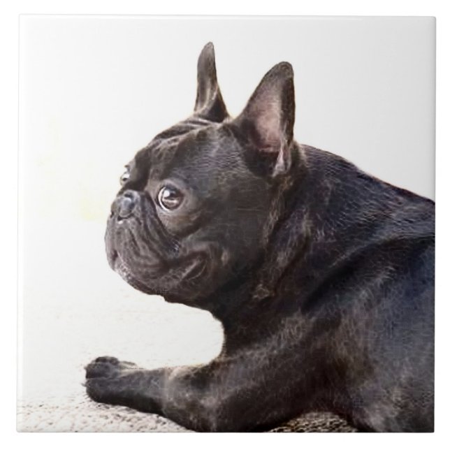 Französische Bulldogge Fliese (Vorderseite)