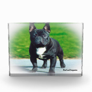 Französische Bulldogge. Fotoblock