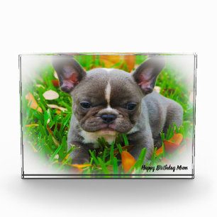 Französische Bulldogge Fotoblock