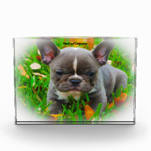 Französische Bulldogge. Fotoblock