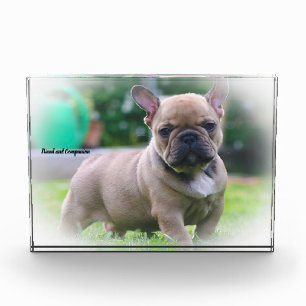 Französische Bulldogge. Fotoblock