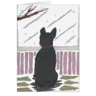 Französische Bulldogge, Frenchie, Schnee, Winter,