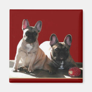 Französische Bulldogge Geburtstag French Bulldog Magnet