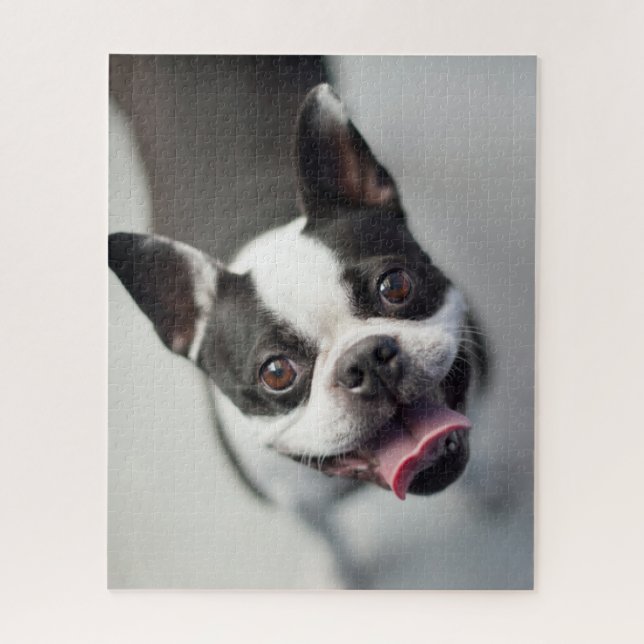 Französische Bulldogge Getty Bild-| (Vertikal)
