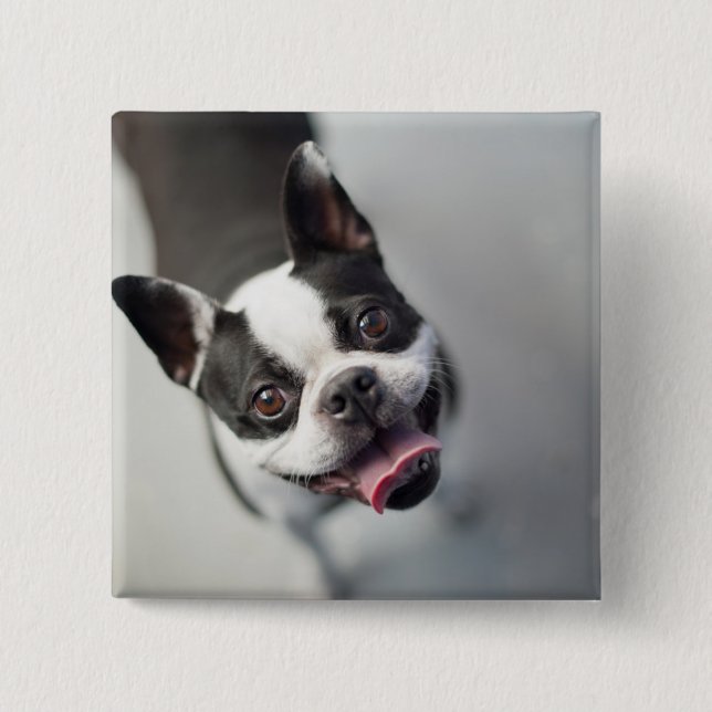 Französische Bulldogge Getty Bild-| Button (Vorderseite)