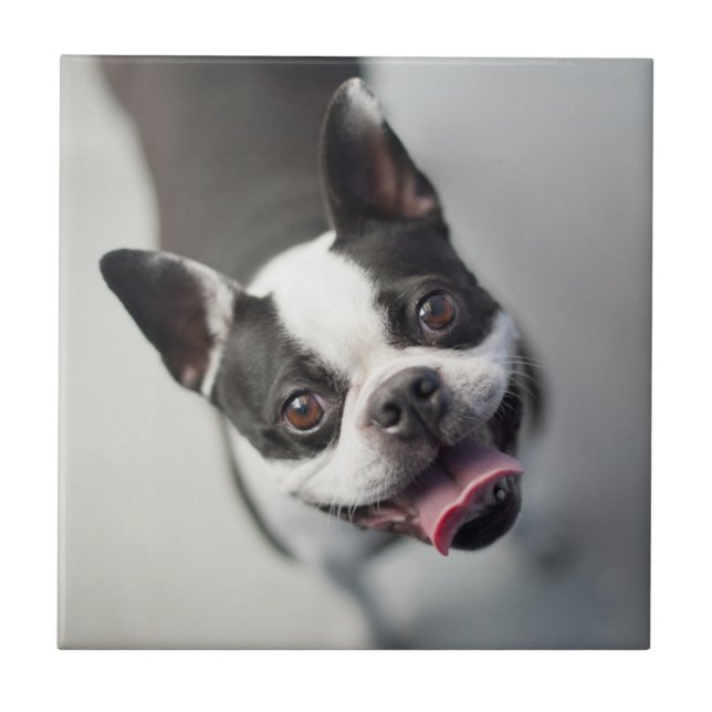 Französische Bulldogge Getty Bild-| Fliese (Vorderseite)