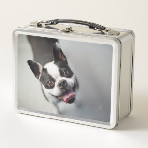 Französische Bulldogge Getty Bild-  Metall Brotdose