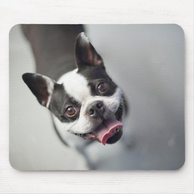 Französische Bulldogge Getty Bild-| Mousepad (Vorne)
