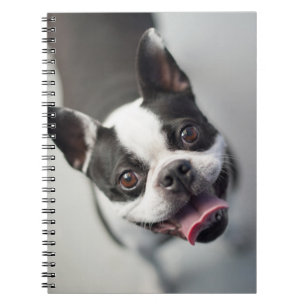 Französische Bulldogge Getty Bild- Notizblock