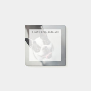 Französische Bulldogge Getty Bild-  Post-it Klebezettel